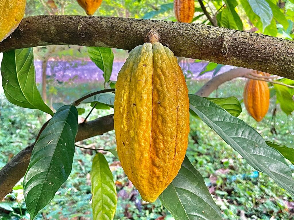 The Producer Price of Cocoa sees an increase